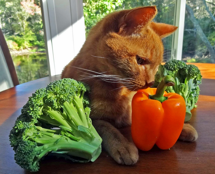 légumes pour le chat